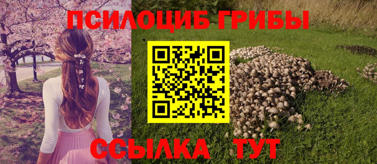 Галлюциногенные грибы Psilocybine cubensis  Псилоцибиновые грибы GOLDEN TEACHER  где найти   Шали 